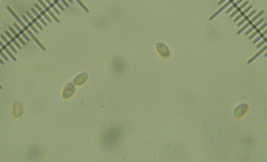 Pseudomerulius aureus? (Pseudomerulius aureus)